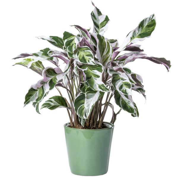 White Fusion Calathea
