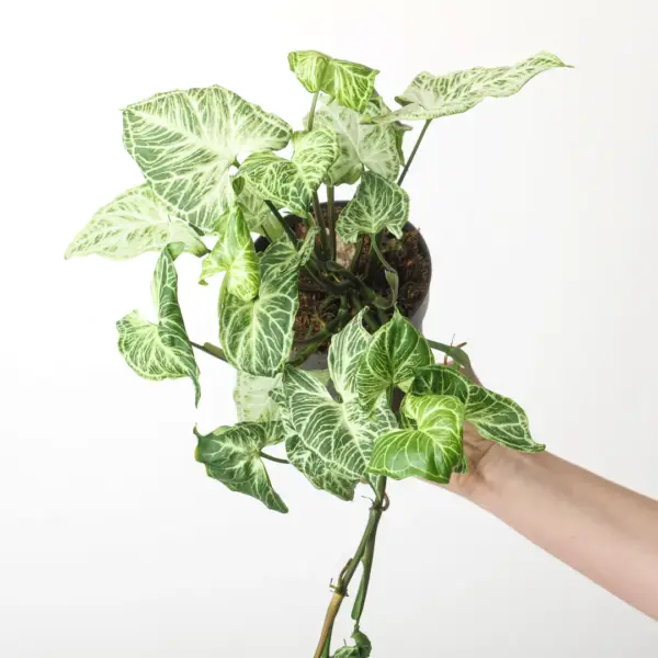 Syngonium Podophyllum Batik - Image 2