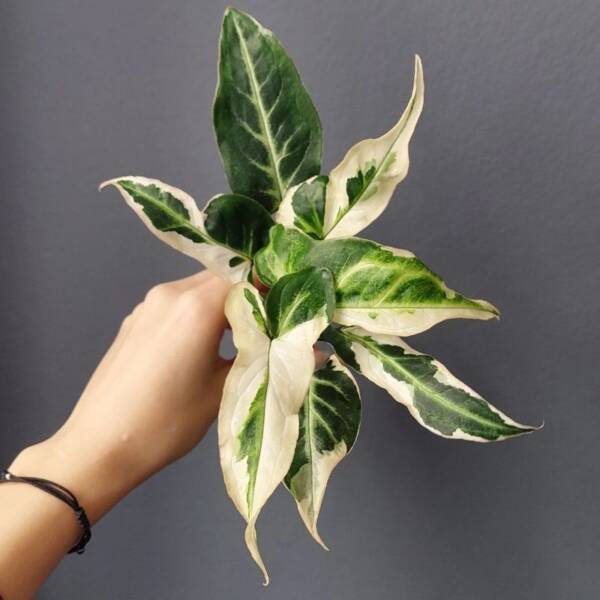 Syngonium Starlite / Starlight