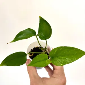 EPIPREMNUM PINNATUM Plant - Image 2