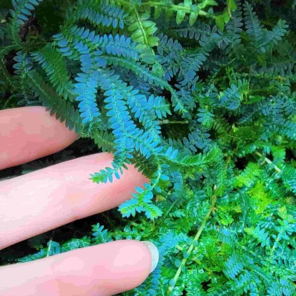 Selaginella Uncinata | Blue Spikemoss | Peacock Fern - Image 2