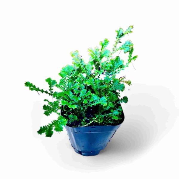 Selaginella Uncinata | Blue Spikemoss | Peacock Fern - Image 3
