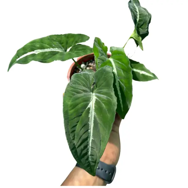 SYNGONIUM WENDLANDII – Syngonium black velvet