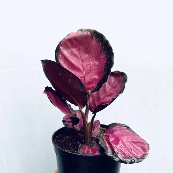 Calathea Rosepicta Crimson (Pink)