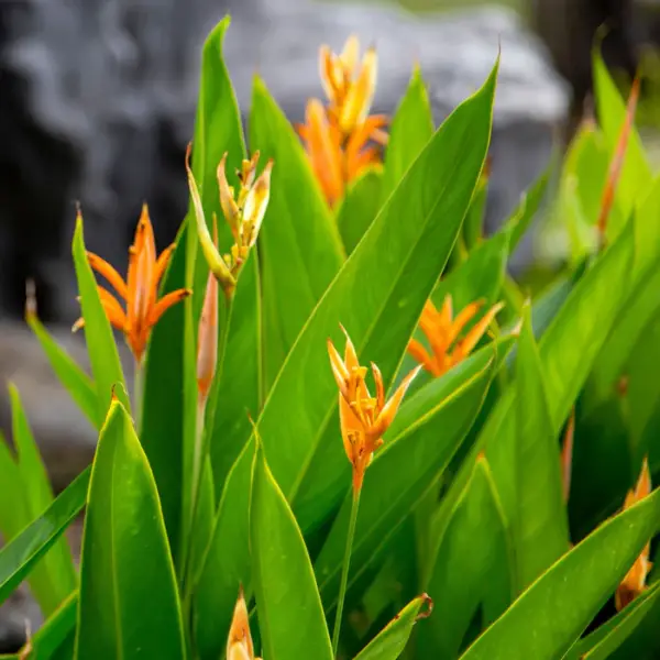 Heliconia