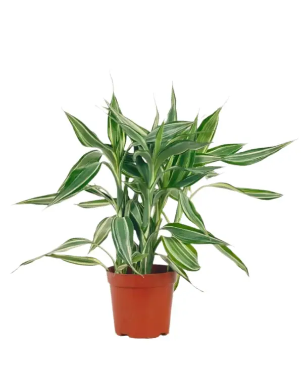 Lucky bamboo Varigated