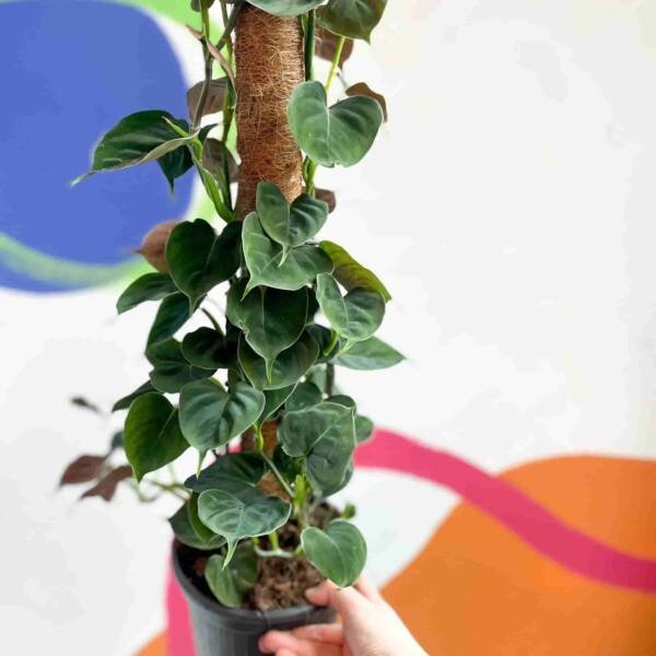 Philodendron Lupinum- Rare Plants