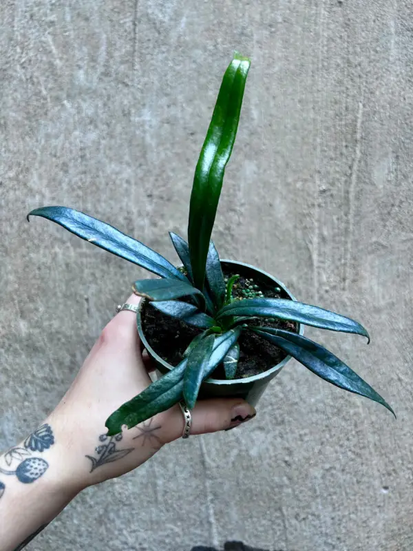 Blue Oil Fern , Microsorum Thailandicum - Image 2