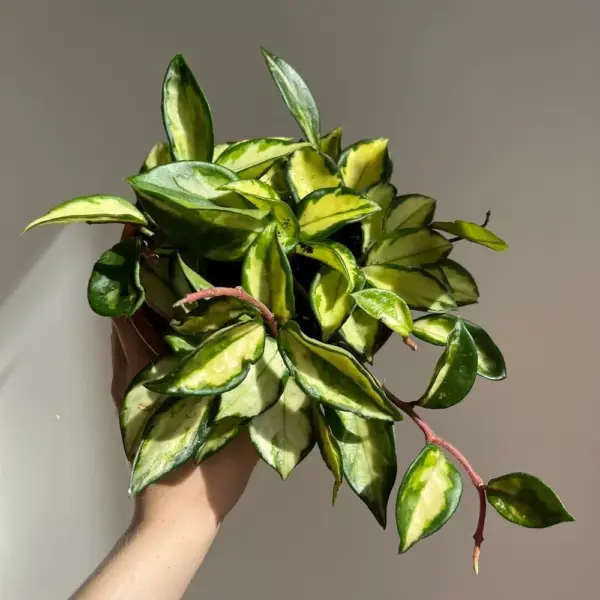 Hoya Carnosa Krimson Princess