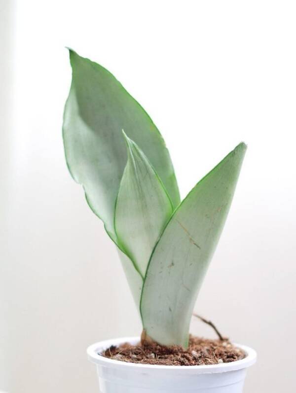 Sansevieria Trifasciata Moonshine - Image 2