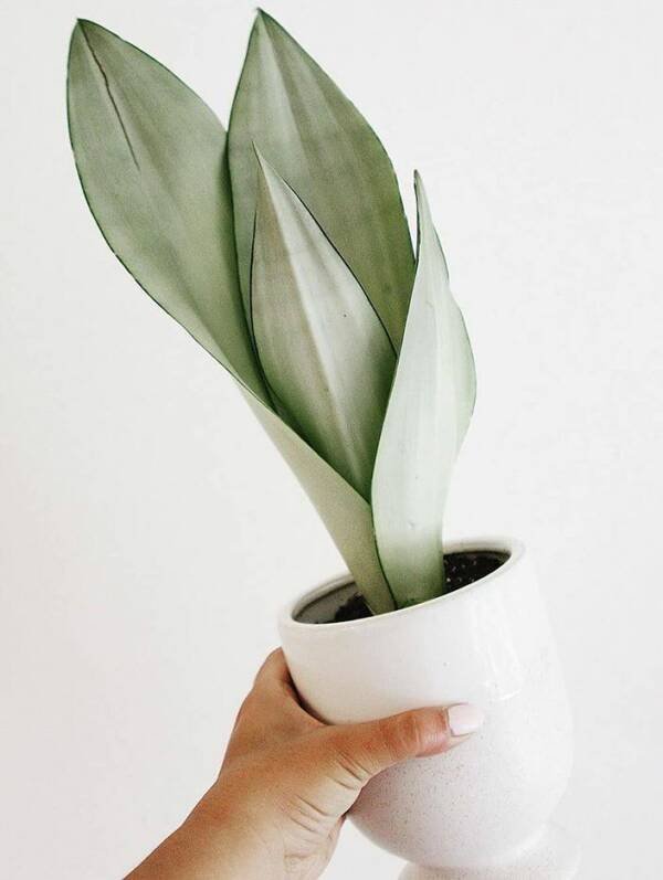 Sansevieria Trifasciata Moonshine