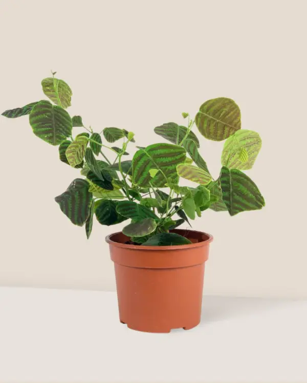 Christia Obcordata Plant - Image 2