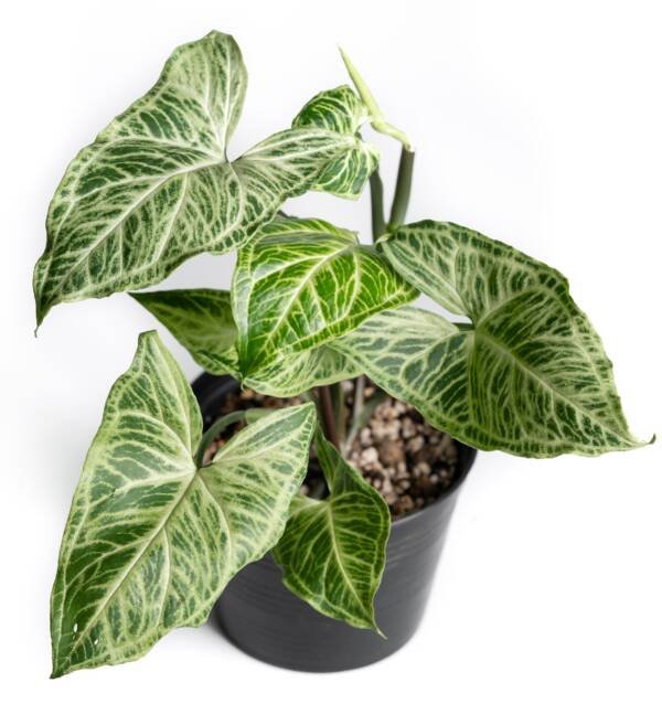 Syngonium Podophyllum Batik