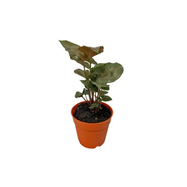 Syngonium Podophyllum ‘Bronze Maria’ - Image 3