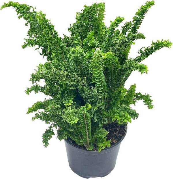 Curly Boston Fern / Nephrolepis exaltata ‘Emina’