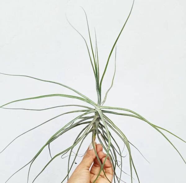 Tillandsia Schiedeana Air plant - Image 3