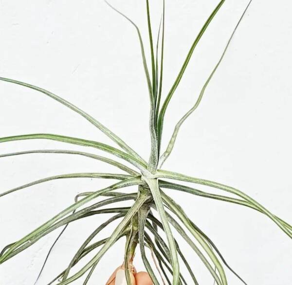 Tillandsia Schiedeana Air plant - Image 2