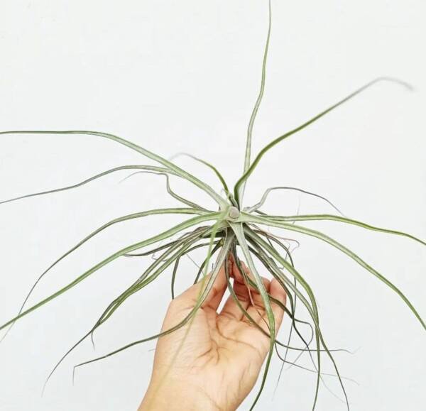 Tillandsia Schiedeana Air plant