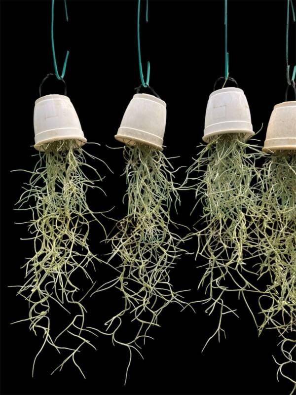 Spanish Moss Air Plant (Small) - Image 2