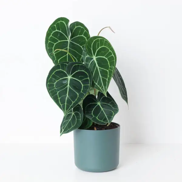 1. Anthurium Clarinervium – Rare