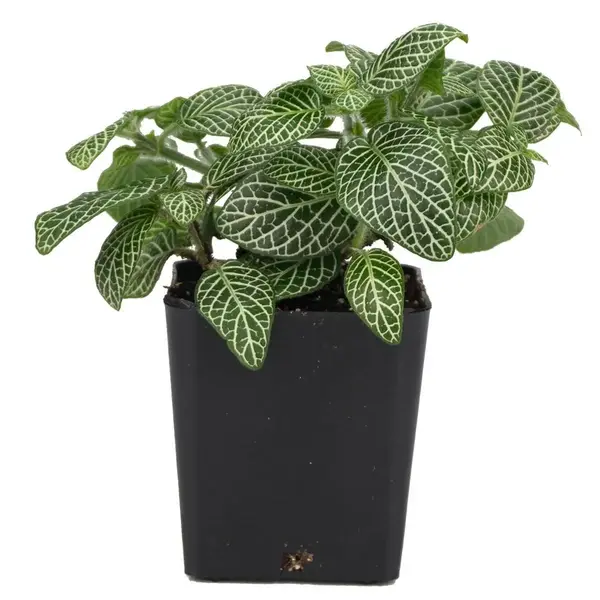 Fittonia albivenis ‘Mini White’ – Nerve Plant - Image 2