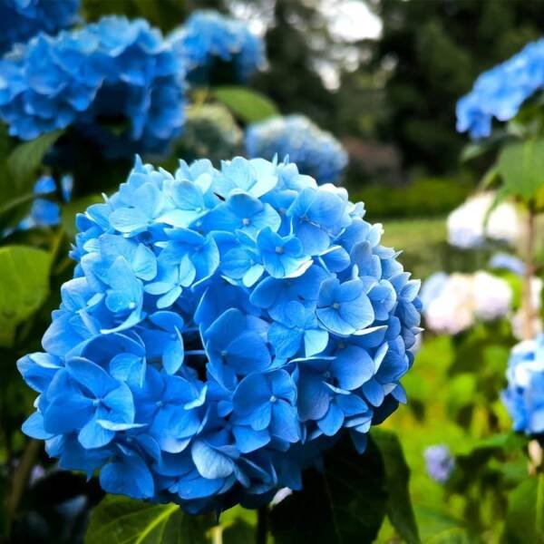 Hydrangea Plant