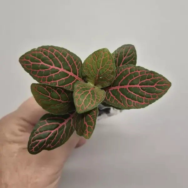 Fittonia – Pink Veined Nerve Plant - Image 2