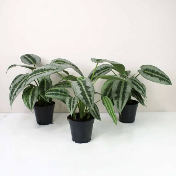 Schismatoglottis Hainanensis- Rare - Image 2