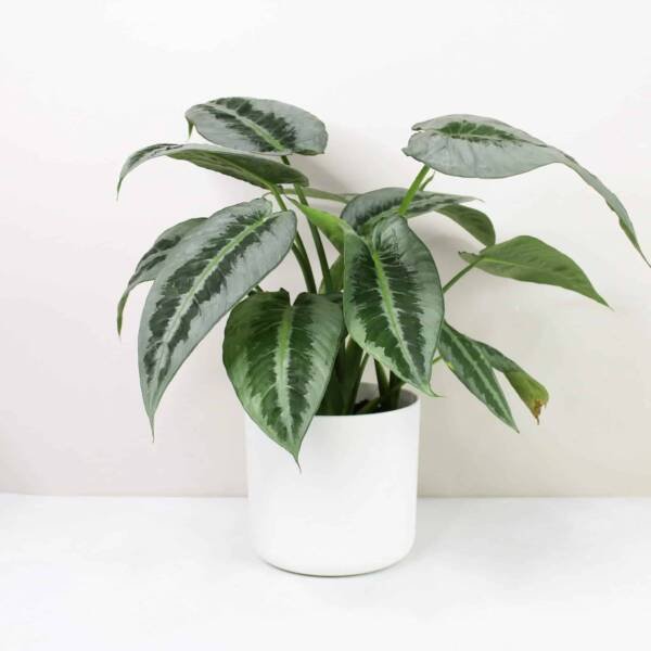 Schismatoglottis Hainanensis- Rare