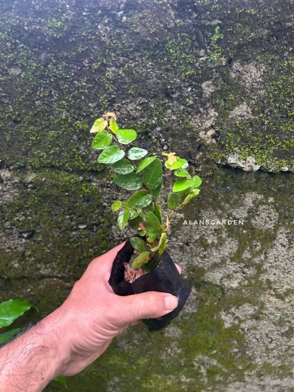 Creeping fig ivy plant /Ficus pumila (plant clump) - Image 4
