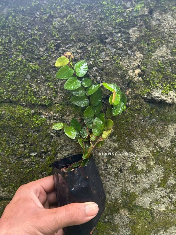 Creeping fig ivy plant /Ficus pumila (plant clump) - Image 3