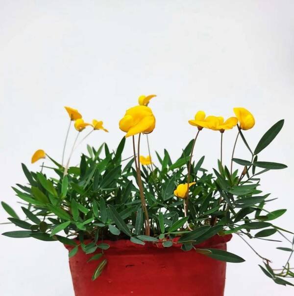 Arachis Glabarata