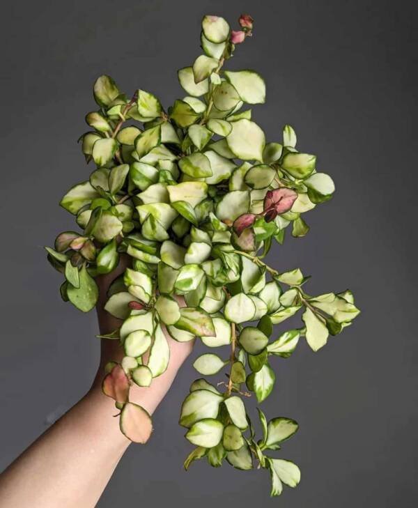 Hoya Heuschkeliana varigated