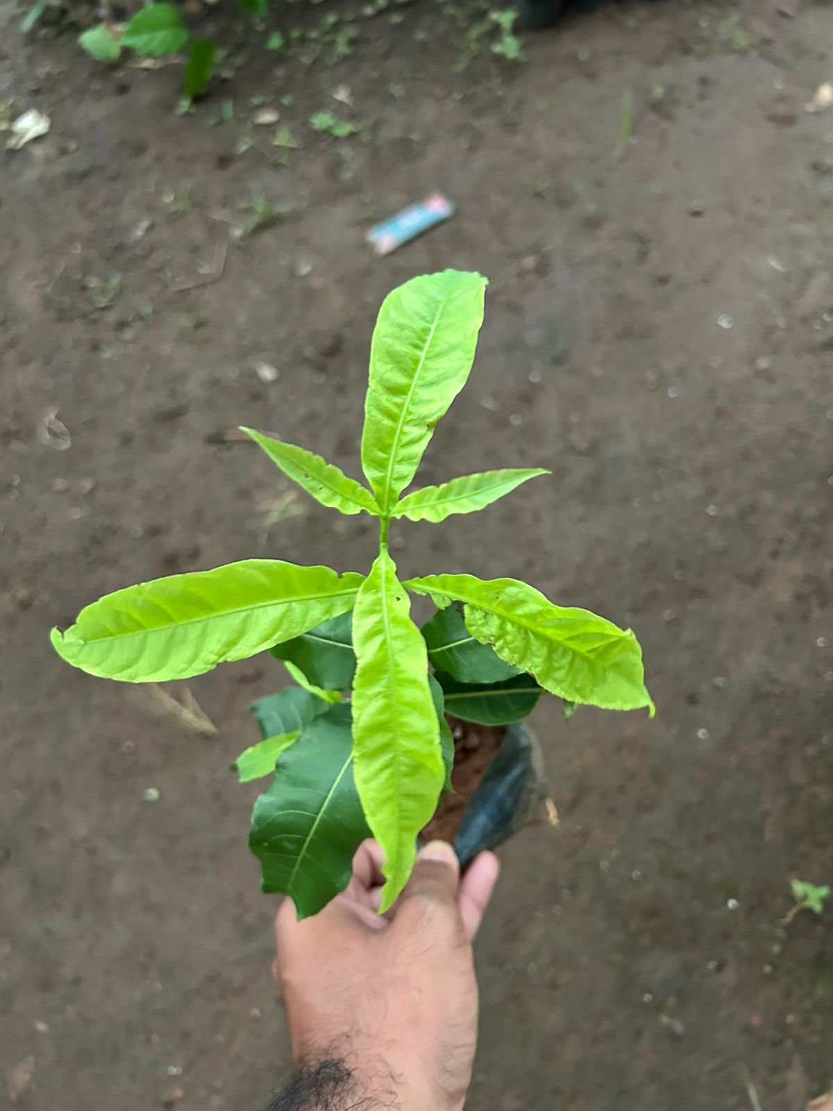 Petrea White ,Sand paper Vine - Image 3