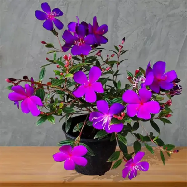 Melastoma