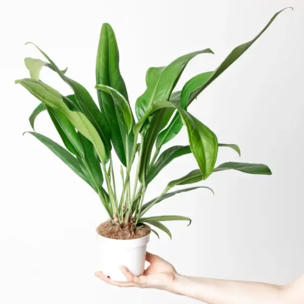 Anthurium Bakeri