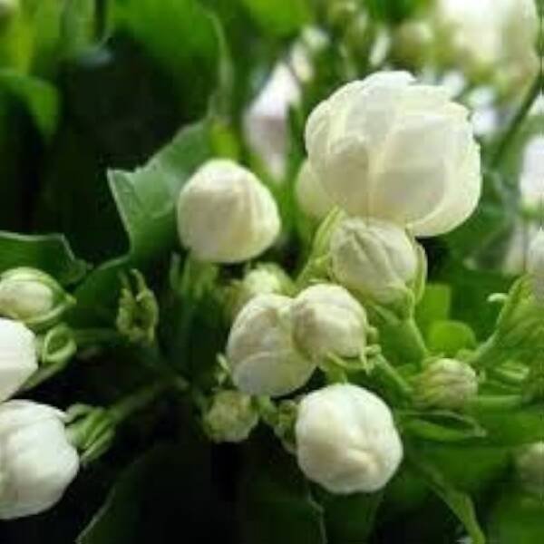 Kuttimulla (jasmine)