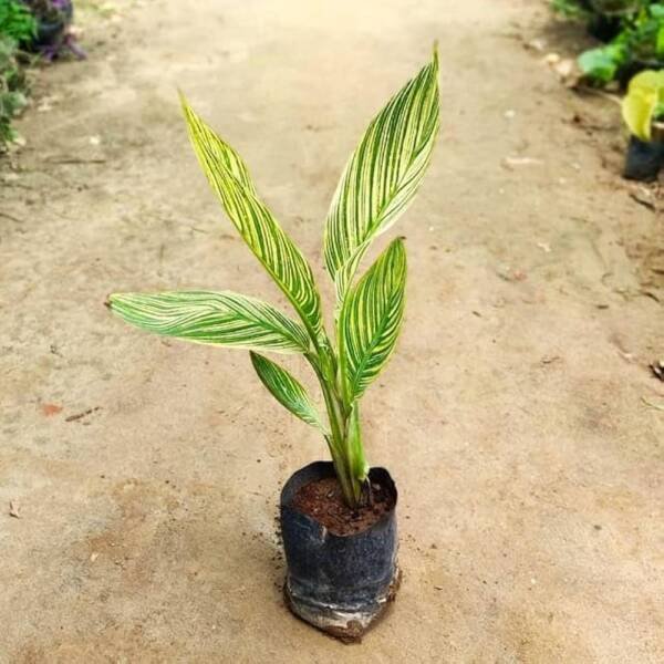 Canna Lily Varigated - Image 3