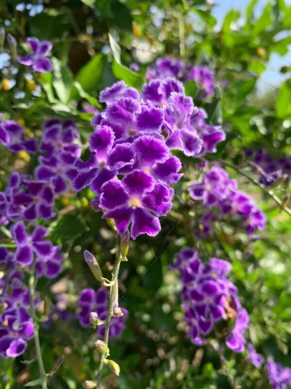 Duranta Erecta