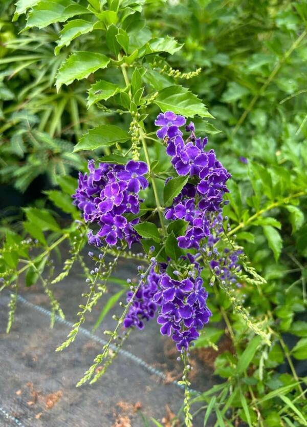 Duranta Erecta - Image 2