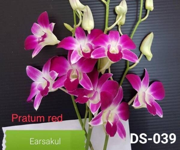 Dendrobium Orchid (DS-039)