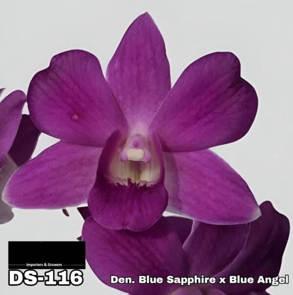 Dendrobium Orchid (DS-116)