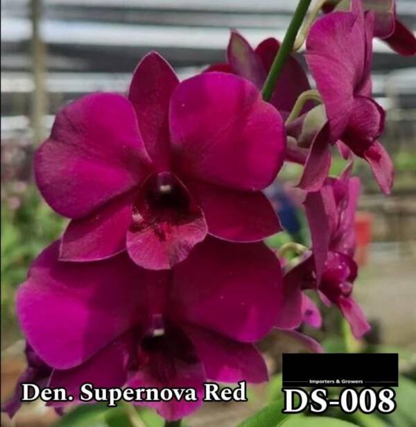 Dendrobium Orchid (DS-008)