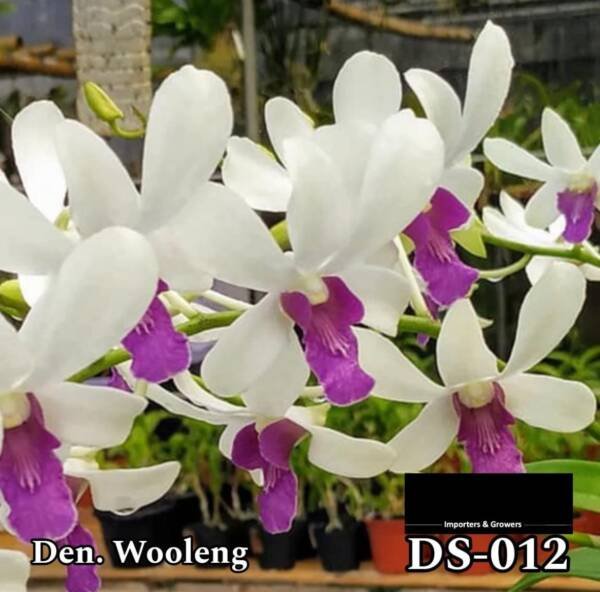 Dendrobium Orchid (DS-012)
