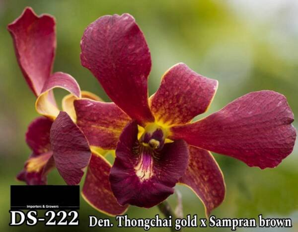 Dendrobium Orchid (DS-222)