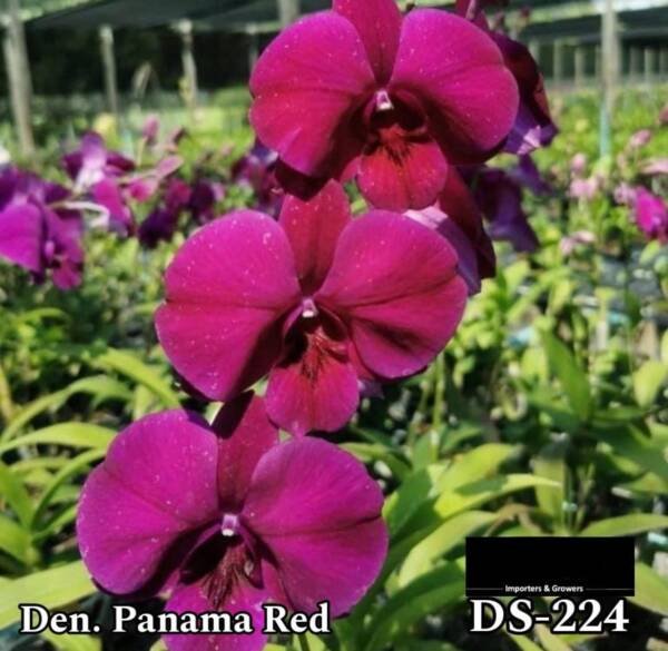 Dendrobium Orchid (DS-224)