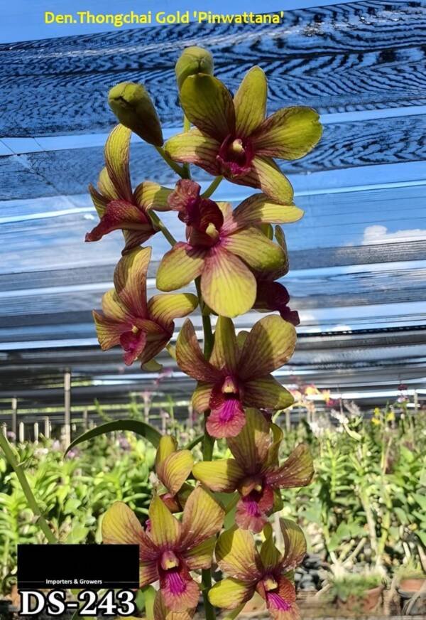 Dendrobium Orchid (DS-243)