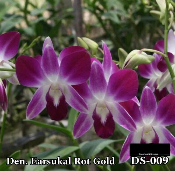 Dendrobium Orchid (DS-009)