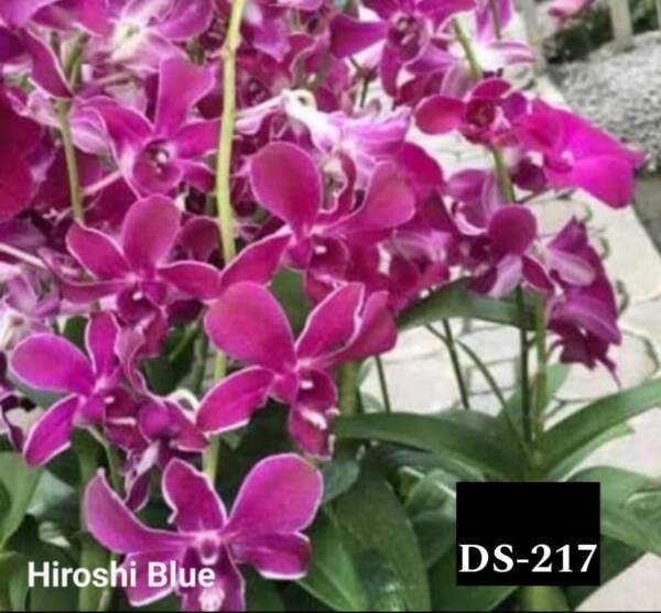 Dendrobium Orchid (DS-217)