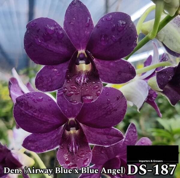 Dendrobium Orchid (DS-187)